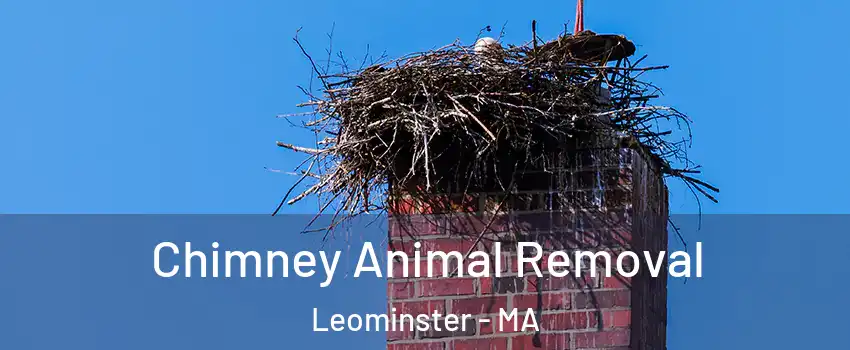 Chimney Animal Removal Leominster - MA