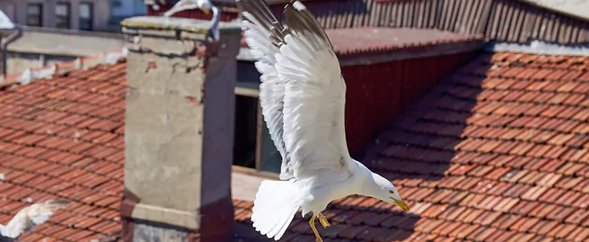 Residential Chimney Animal Removal Solution in Leominster, MA