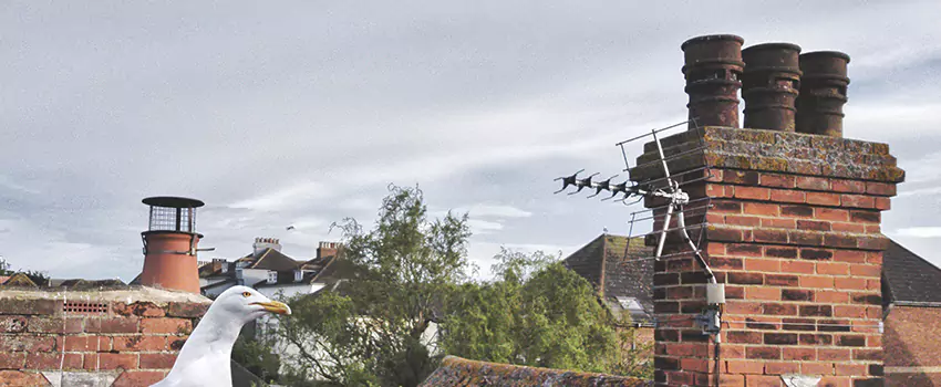 Chimney Cleaning And Restoration in Leominster, Massachusetts